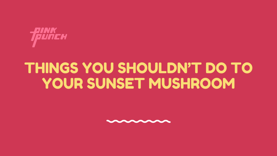Things You Shouldn’t Do To Your Sunset Mushroom